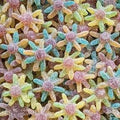 octopus acidulée